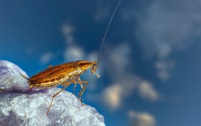 Den tyske kakerlakken – også i Rogaland