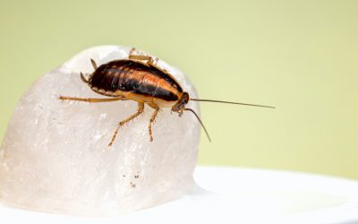 Kakerlakker i Rogaland