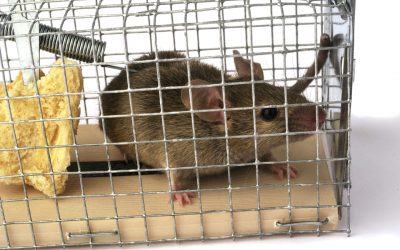 Musefeller – redningen når du har mus i huset